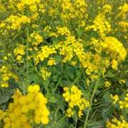 ヒメ日記 2026/04/17 13:08 投稿 林田恵奈 五十路マダム 郡山店