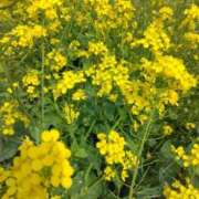 ヒメ日記 2026/04/17 17:38 投稿 林田恵奈 五十路マダム 郡山店