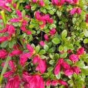 ヒメ日記 2026/04/18 14:28 投稿 林田恵奈 五十路マダム 郡山店