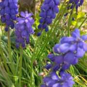 ヒメ日記 2026/04/18 16:20 投稿 林田恵奈 五十路マダム 郡山店