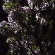 ヒメ日記 2026/04/21 10:58 投稿 林田恵奈 五十路マダム 郡山店