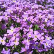 ヒメ日記 2026/04/21 14:28 投稿 林田恵奈 五十路マダム 郡山店