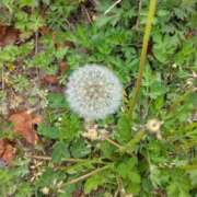 ヒメ日記 2026/04/23 14:26 投稿 林田恵奈 五十路マダム 郡山店