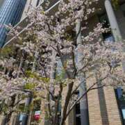 ヒメ日記 2025/04/10 08:28 投稿 吉岡　まなみ エテルナ京都