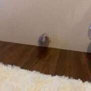 ヒメ日記 2025/04/07 11:24 投稿 もも『プレミアキャスト』 CANDY