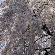 ヒメ日記 2025/03/27 12:31 投稿 ありさ One More奥様　町田相模原店