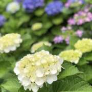 ヒメ日記 2025/06/06 12:51 投稿 ありさ One More奥様　町田相模原店