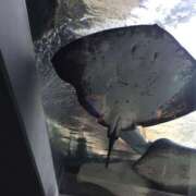 ヒメ日記 2025/06/28 15:00 投稿 まな デリトップ