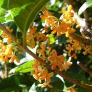 ヒメ日記 2025/10/22 12:12 投稿 愛月　あさみ 三丁目の奥様（東京ハレ系）