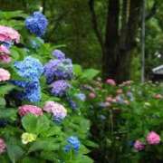ヒメ日記 2026/05/11 12:08 投稿 愛月　あさみ 三丁目の奥様（東京ハレ系）