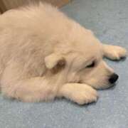 ヒメ日記 2025/07/03 19:23 投稿 ♡カリン MEGA PALACE(メガパレス）