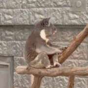 ヒメ日記 2025/11/14 10:07 投稿 ♡カリン MEGA PALACE(メガパレス）