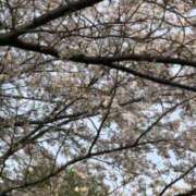 ヒメ日記 2024/04/12 16:42 投稿 かなめ sakura