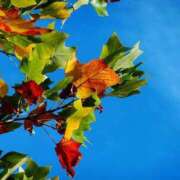 ヒメ日記 2025/09/24 13:04 投稿 あすな 地元女子が勢揃い 宇都宮ガールズ