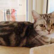 あすな 出勤します♬猫の日🐱 地元女子が勢揃い 宇都宮ガールズ