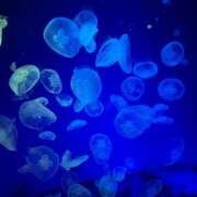 ヒメ日記 2025/03/20 00:40 投稿 しおん 風俗の神様　浜松店