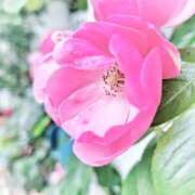 もか お花のように美しく可憐になりたいです🧸💗☕•*¨*•.¸¸🧸💗☕•*¨*•.¸¸🧸💗☕•*¨*•.¸¸🧸💗☕ チェックイン横浜女学園