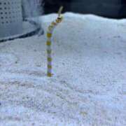 ヒメ日記 2025/03/30 15:37 投稿 ひかり ANNEX（アネックス）