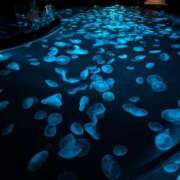 ヒメ日記 2025/03/30 22:04 投稿 ひかり ANNEX（アネックス）