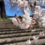 ヒメ日記 2025/04/10 11:14 投稿 ななせ 仙南 愛ランド（白石、柴田、岩沼、名取）