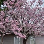 ヒメ日記 2025/04/23 11:14 投稿 ななせ 仙南 愛ランド（白石、柴田、岩沼、名取）