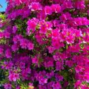 ヒメ日記 2025/05/07 23:54 投稿 ななせ 仙南 愛ランド（白石、柴田、岩沼、名取）