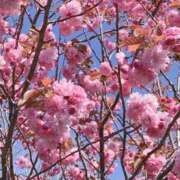 こうめ 地元の桜 黒い金魚（札幌）