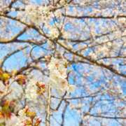 ヒメ日記 2025/04/19 19:22 投稿 りぜ 君とふわふわプリンセスin立川