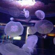 ヒメ日記 2026/01/04 21:44 投稿 ゆめかさん －PTA－