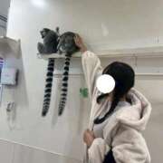 らん 登校予定 ビデオdeはんど 横浜校