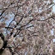 ヒメ日記 2025/04/03 15:33 投稿 あそう 池袋人妻城