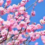 ヒメ日記 2025/03/02 12:46 投稿 みやかわ 池袋人妻城