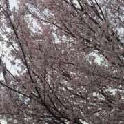 ヒメ日記 2025/03/29 08:03 投稿 みやかわ 池袋人妻城