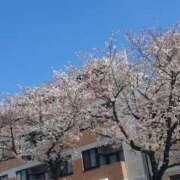 ヒメ日記 2025/04/04 14:49 投稿 みやかわ 池袋人妻城