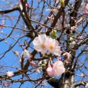 ヒメ日記 2025/03/23 16:42 投稿 みく 池袋人妻城