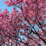 ヒメ日記 2025/03/26 12:19 投稿 みく 池袋人妻城