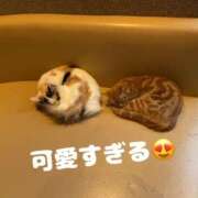 あん にゃんでこんなに可愛いの？ 池袋人妻城