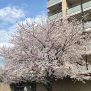 ヒメ日記 2025/04/15 15:18 投稿 れい 池袋人妻城