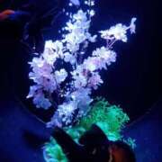 ヒメ日記 2025/12/08 23:48 投稿 めぐみ 池袋人妻城