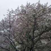 ヒメ日記 2026/04/07 01:33 投稿 めぐみ 池袋人妻城