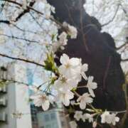 ヒメ日記 2026/04/22 11:18 投稿 めぐみ 池袋人妻城