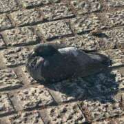 ヒメ日記 2025/01/09 16:02 投稿 みき ANGEL KISS 池袋