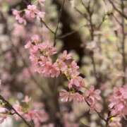 ヒメ日記 2025/03/28 02:58 投稿 みき ANGEL KISS 池袋