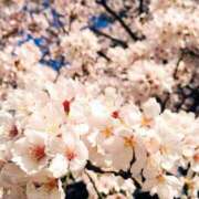 ヒメ日記 2025/04/02 04:12 投稿 みき ANGEL KISS 池袋