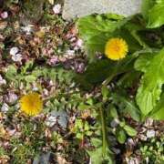 ヒメ日記 2025/04/17 04:37 投稿 みき ANGEL KISS 池袋