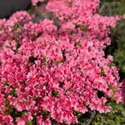 ヒメ日記 2025/04/21 14:34 投稿 みき ANGEL KISS 池袋