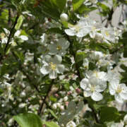 ヒメ日記 2025/04/27 05:12 投稿 みき ANGEL KISS 池袋