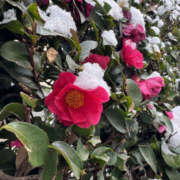 ヒメ日記 2026/02/08 16:30 投稿 みき ANGEL KISS 池袋