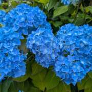 ヒメ日記 2025/06/16 10:36 投稿 まゆ 栃木県デリバリーヘルス　人妻大田原・那須塩原デリヘルクラブ