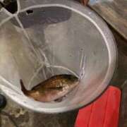 ヒメ日記 2025/12/01 13:40 投稿 あんず 熟女の風俗最終章 蒲田店